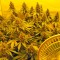 Семена сорта Chemdog fem (Green House Seeds)