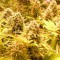 Семена сорта Choc-Matic Auto fem (Dr. Krippling Seeds)