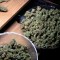 Семена сорта Dizzy Lights Auto fem (Dr. Krippling Seeds)