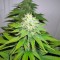Сорт конопли NYC Diesel Auto