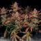 Семена сорта Strawberry Gorilla Auto RF3 fem (FastBuds)