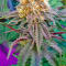 Семена сорта Thin Mint x Sour Pinot Auto