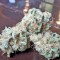 Семена сорта White Siberian fem (Dinafem Seeds)