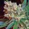 Семена сорта Green Poison F1 Fast Version fem (Sweet Seeds)