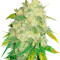 Микс семян конопли Gourmet Collection – Automatic Strains #1 (Delicious Seeds)