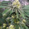 Семена сорта Zkittlez × Gorilla Glue fem (7CH Seeds & Cali Buds Seeds)