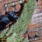 Семена сорта Auto Nefertiti fem (Pyramid Seeds)