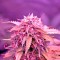 Семена сорта Auto Northern Lights fem (00 Seeds)