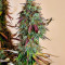 Семена сорта Blue Auto Mazar fem (Dutch Passion)