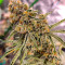 Семена сорта Brain Stroke Auto fem (High Speed ​​Buds)
