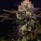 Семена сорта Frostbanger Auto F4 fem (FastBuds)