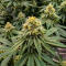 Семена сорта Gorilla Glue × Lemon Haze (7CH Seeds & Cali Buds Seeds)