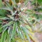 Семена сорта Medusa fem (Nirvana Seeds)