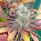 Семена сорта Money Maker fem (Strain Hunters)
