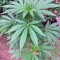 Семена сорта Spoetnik #1 fem (Paradise Seeds)