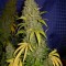 Семена сорта White Widow x Big Bud fem (Female Seeds)