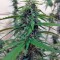 Семена сорта Botafumeiros fem (Sweet Seeds)