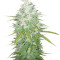 Микс семян конопли Medical Collection 8 (World of Seeds)