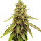 Семена сорта Bubba Kush fem