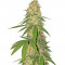Super Glue fem Anesia Seeds