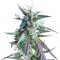 Семена сорта Kilimanjaro fem (World of Seeds)