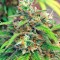 Семена сорта Blue Mystic fem (Nirvana Seeds)
