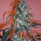 Семена сорта C13 Haze fem