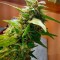 Семена сорта Dutch Kush fem (Paradise Seeds)