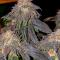 Семена сорта LA Confidential Autoflower fem (Семяныч)