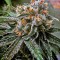 Семена сорта Master Kush reg (Nirvana Seeds)