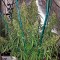 Семена сорта Sterling Haze (Super Silver Haze) reg (Nirvana Seeds)