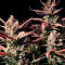 Семена сорта Strawberry Gorilla Auto RF3 fem (FastBuds)
