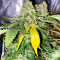 Семена конопли сорта White Widow