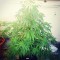 Семена сорта White Widow Original fem (Sumo Seeds)