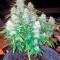 Семена сорта Wonder Woman reg (Nirvana Seeds)