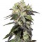 Семена сорта Caboose fem (Strain Hunters)