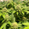 Семена сорта #9 Pound Hammer Auto fem (High Speed ​​Buds)