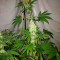 Семена сорта Big Tooth fem (Strain Hunters)