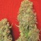 Семена сорта Critical Haze fem (Resin Seeds)