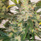 Семена сорта Chocodope fem (Victory Seeds)