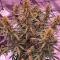 Семена сорта Durban Poison Auto fem (Семяныч)