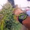 Семена сорта Mikromachine Auto fem