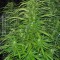 Семена сорта Raspberry Cough reg (Nirvana Seeds)