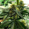 Семена сорта Super Glue #4 Auto fem (High Speed ​​Buds)
