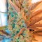 Семена сорта Deep Cheese fem (Dinafem Seeds)