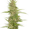 Микс семян конопли Autoflowering Collection 8 (World of Seeds)