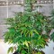 Семена сорта Baby Boom Auto fem