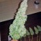 Семена сорта Blue Mammoth Auto fem