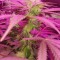 Семена сорта Crystal Queen fem (Vision Seeds)