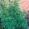 Семена сорта Purple Afghan Kush fem (Dinafem Seeds)